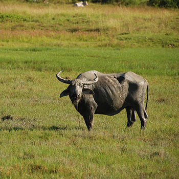 buffalo Malaysia